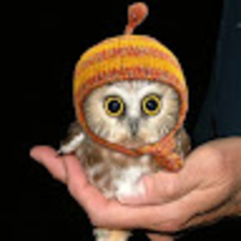 Meet your Posher, Robin
